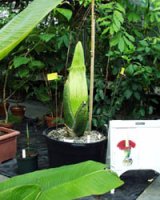 Corpse Flower at University of Connecticut