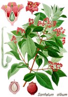 Sandalwood botanical print