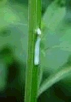 Green stem with sap