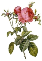 rosa centifolia