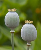 poppy seed heads