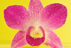 wet orchid