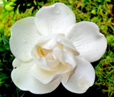 Crown Jewel gardenia