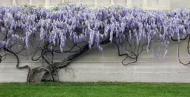 Wisteria, National Gallery of Art