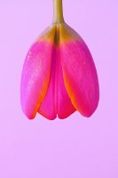 pink tulip upside down
