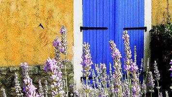 Blue and purple (provence)