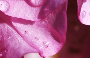 rose petals with dew