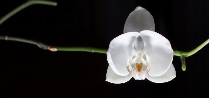орхидея на трети