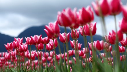 tulips-s