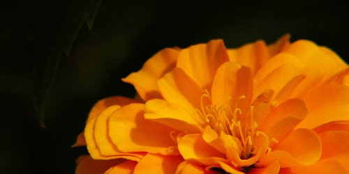 Chrysanthemumnbsp► Интернетмагазин духов Блог