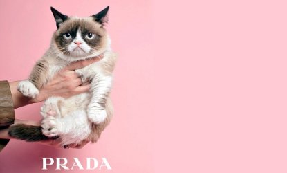 Prada grumpy cat