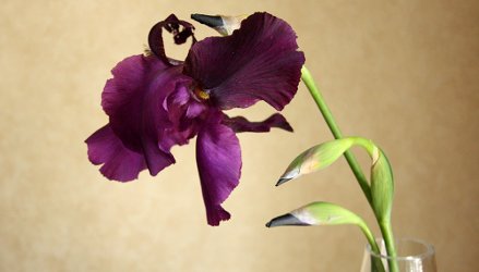 Iris in vase