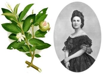 guava branch and Charlotte of Belgium