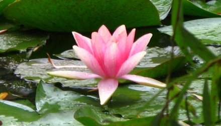 Giverny, water lily