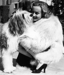Carole Lombard plus sheepdog