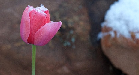 tulip in snow