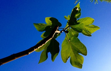 fig leaves 1