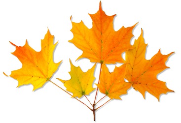 Acer saccharum - Sugar Maple fall leaves