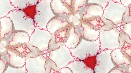 Carnation Kaleidoscope