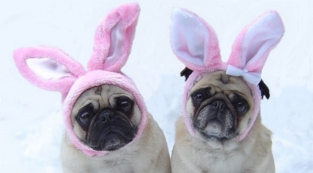 Pug Easter Bunnies