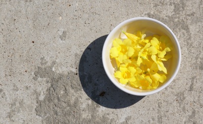 jasmine blossoms in bowl