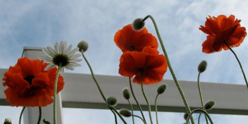 poppies and daisy