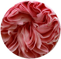 L?Eau d?Italie Greta Rose, Ex Nihilo Rose Hubris, MCMC Fragrances Maine, Atelier des Ors Rose Omeyyade ~ short fragrance reviews