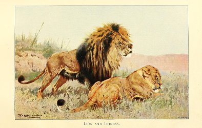 Lazy weekend poll ~ open thread, World Lion Day 2019