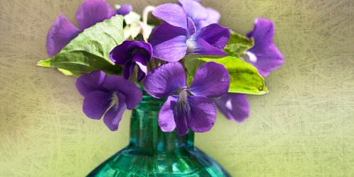 House of Cherry Bomb Iris Oud, Alchemologie Nethermead, Regime des Fleurs Willows ~ short fragrance reviews
