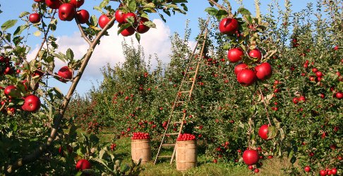 Lazy weekend poll ~ open thread, Johnny Appleseed Day 2020