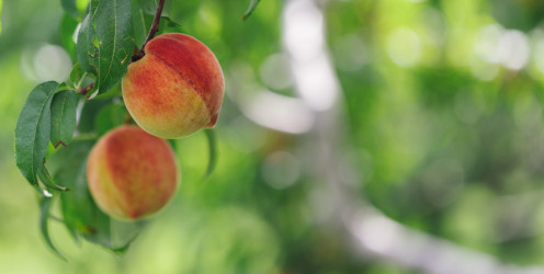 Lazy weekend poll ~ five questions for National Peach Month