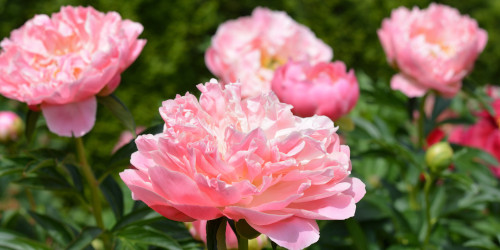 Thursday scent of the day 5/21 :: Now Smell This